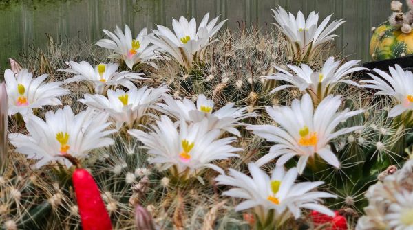 Mammillaria zephyranthoides